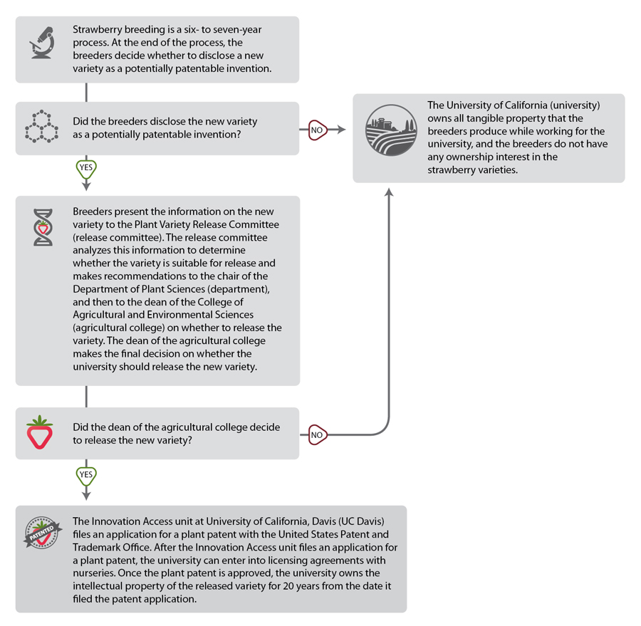 Figure 2, a flowchart describing the strawberry breeding program’s process for patenting new strawberries.