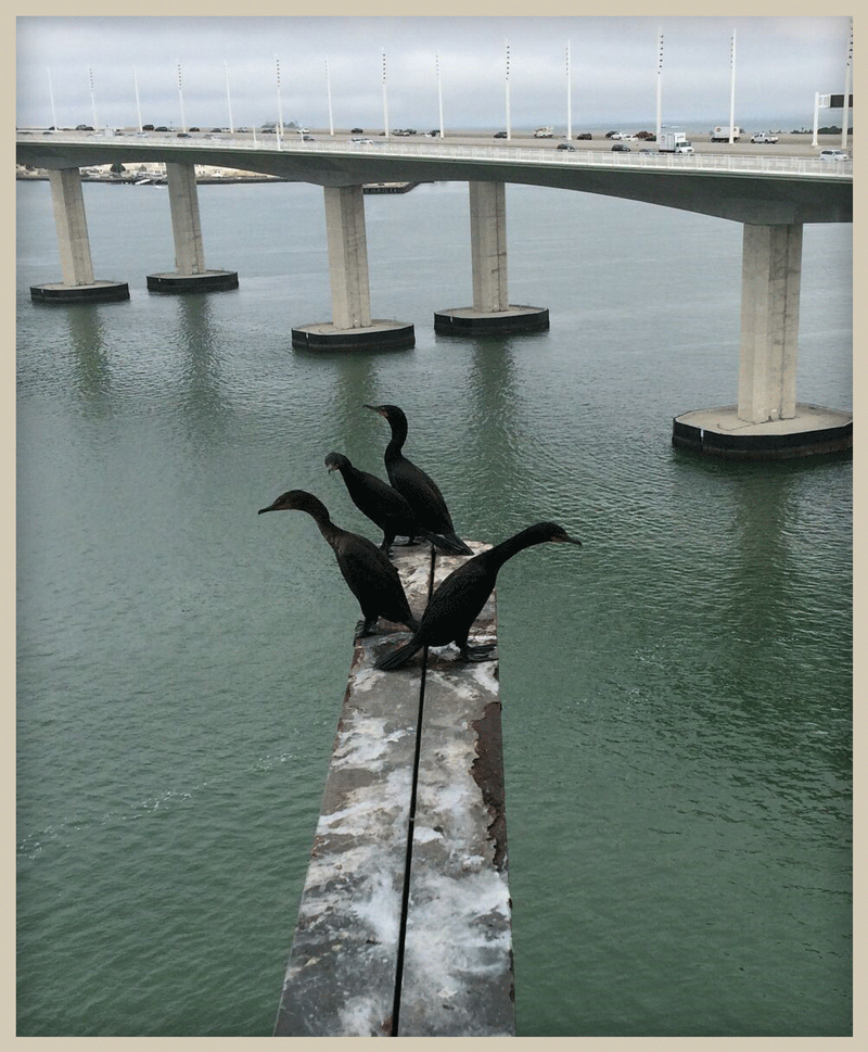 A photo of four Double-Crested Cormorants standing on a beam above the water, overlooking the new east span.